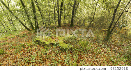 Coastal Beech Forest of Caviedes, Oyambre Natural Park, Cantabria, Spain Coastal Beech Forest of Caviedes, Oyambre Natural Park, Cantabria, Spain 98152918