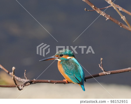 Kingfisher perching on a tree branch Kingfisher perching on a tree branch 98152931