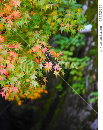 Momiji Momiji 98152933