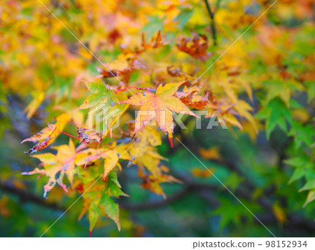 Momiji 98152934