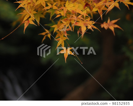 Momiji 98152935