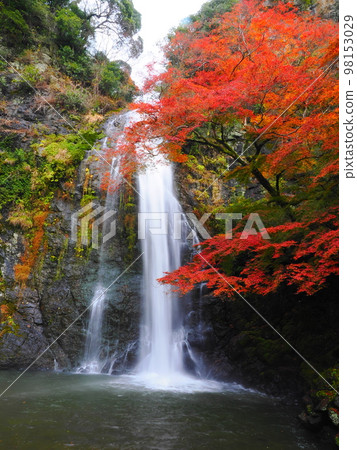 Mino Falls (Autumn leaves) 98153029
