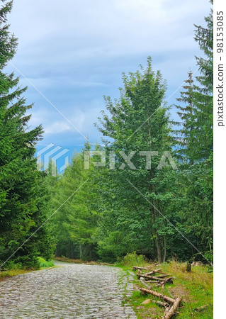 Beautiful green trail in the mountains in spring. Rest in the mountains and forest. 98153085