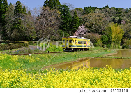 The water mirror of a paddy field reflecting a local train (Isumi 350 series) over the rape blossoms in full bloom near Nishihata Station on the Chiba Isumi Railway in spring 98153116