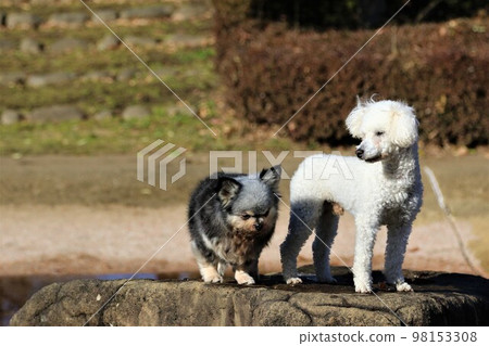吉娃娃夢葉醬和玩具貴賓犬貝利君在鶴島運動公園水上樂園的岩石上。♡ 吉娃娃夢葉醬和玩具貴賓犬貝利君在鶴島運動公園水上樂園的岩石上。♡ 98153308