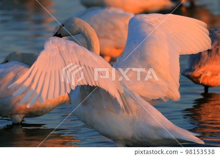 Flapping swan image Flapping swan image 98153538