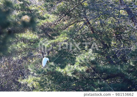 A white heron perching on a large tree 98153662
