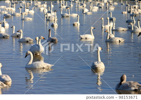 Swan Flying Land (Inzai City, Chiba Prefecture) Swan Flying Land (Inzai City, Chiba Prefecture) 98153671