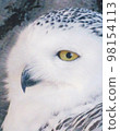 Profile of Snowy Owl 98154113