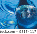 Humboldt penguin in water 98154117