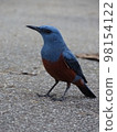 Male of Iris hidri 98154122