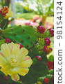 Flowering prickly pear cactus 98154124
