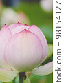 Zoom up lotus flower 98154127