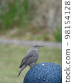 The female of the isohidori 98154128