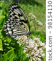 Idea leucoma butterfly sucking nectar 98154130