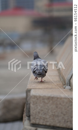 The back of a pigeon 98154512
