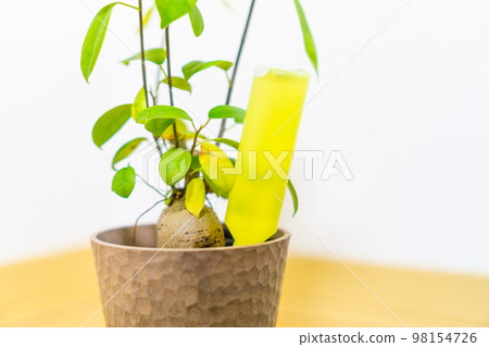 Injecting a revitalizing agent into the houseplant banyan tree 98154726