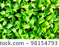 Green leaves Texture Pattern Background 98154793