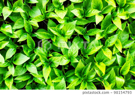 Green leaves Texture Pattern Background Green leaves Texture Pattern Background 98154793