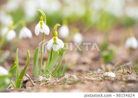 告訴春天的Snowdrop 98154824