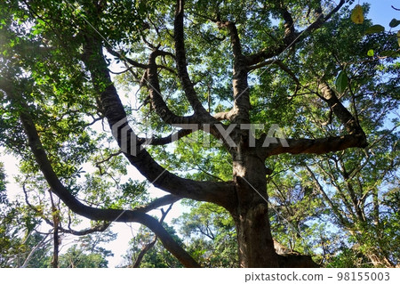 A virgin forest of periwinkles of various shapes A virgin forest of periwinkles of various shapes 98155003