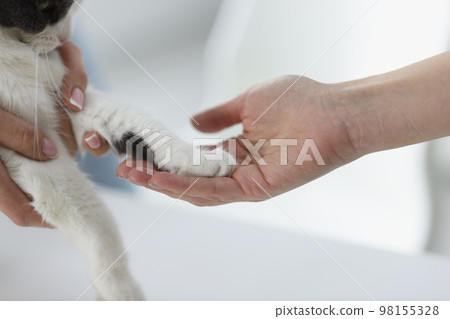 Closeup of woman hand holding paw of domestic tabby cat Closeup of woman hand holding paw of domestic tabby cat 98155328