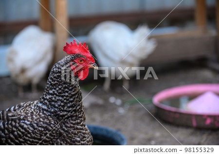 A chicken with mottled plumage and a red comb on a blurred background walks in a farmyard in front of other chickens. A chicken with mottled plumage and a red comb on a blurred background walks in a farmyard in front of other chickens. 98155329