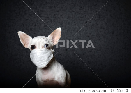 Close-up of a small chihuahua dog with a white gauze bandage on its face to protect it from the virus 98155330
