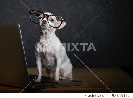A dog of breed Chihuahua sits on a wooden table with glasses and works on a laptop, thoughtfully raising his head. A dog of breed Chihuahua sits on a wooden table with glasses and works on a laptop, thoughtfully raising his head. 98155332