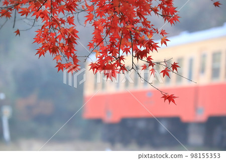 小湊鐵道“在鮮紅的楓葉和地方線的背景下” 98155353