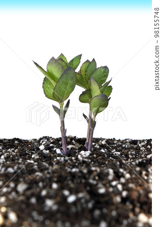 氣候變化圖像(固定攝影) 氣候變化圖像(固定攝影) 98155748