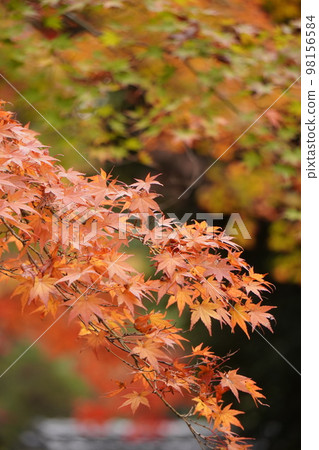 Autumn leaves 98156584