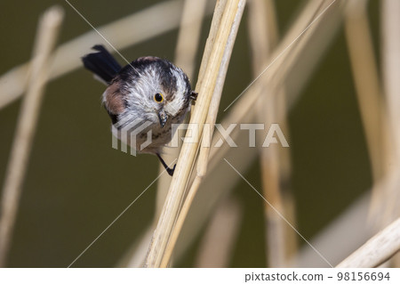 Long-tailed tit (Aegithalos caudatus), also named long-tailed bushtit Long-tailed tit (Aegithalos caudatus), also named long-tailed bushtit 98156694