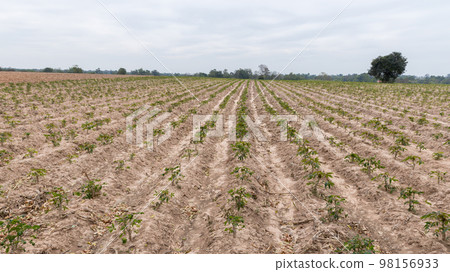 Rows of soil and Rows of young cassava plant in countryside farmland Rows of soil and Rows of young cassava plant in countryside farmland 98156933