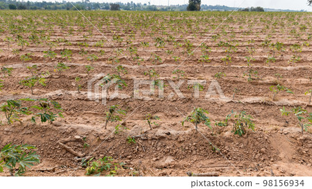 Rows of soil and Rows of young cassava plant in countryside farmland Rows of soil and Rows of young cassava plant in countryside farmland 98156934