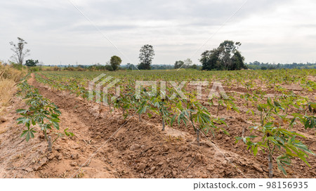 Rows of soil and Rows of young cassava plant in countryside farmland Rows of soil and Rows of young cassava plant in countryside farmland 98156935