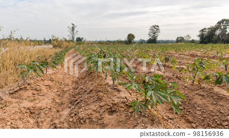Rows of soil and Rows of young cassava plant in countryside farmland Rows of soil and Rows of young cassava plant in countryside farmland 98156936