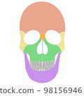 Illustration of a human skull (front) Human Skull (Anterior view) 98156946