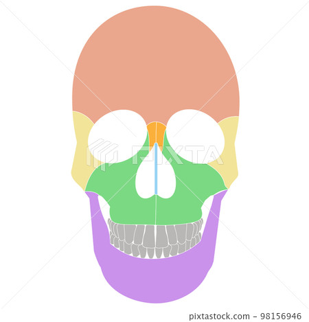 Illustration of a human skull (front) Human Skull (Anterior view) 98156946