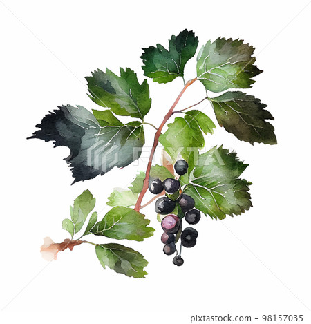 Watercolor branch with blackcurrant berries on white. Vector Illustration. EPS10 98157035