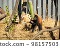 Red panda chewing on bamboo Red panda chewing on bamboo 98157503