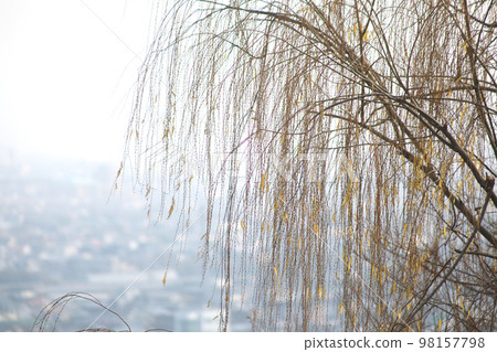 Weeping willow, which is the mainstream type of willow in Japan 98157798