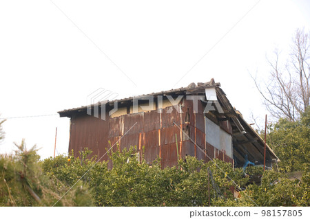 An old hut made of galvanized steel, built in a tangerine field 98157805