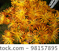 Vitamin colored flowers 98157895