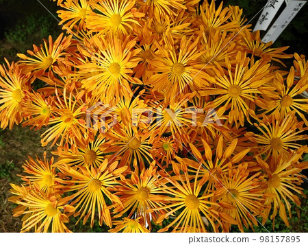 Vitamin colored flowers Vitamin colored flowers 98157895