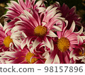 Autumn flowers 98157896