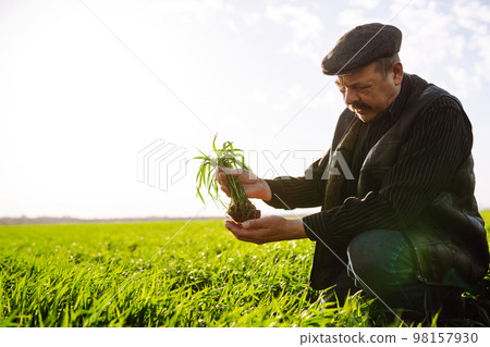 Young green wheat sprout in the hands of a farmer. Agriculture, gardening or ecology concept. Young green wheat sprout in the hands of a farmer. Agriculture, gardening or ecology concept. 98157930