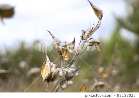 Milkweed seeds, dry stalks. Asclepias syriaca, called common milkweed, butterfly flower, silkweed, silky swallow-wort, is a species of flowering plant. It is in the genus Asclepias, the milkweeds.  98158025