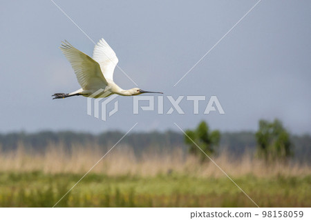 Flying Eurasian spoonbill (Platalea leucorodia) or common spoonbill in Eemnes (the Netherlands) Flying Eurasian spoonbill (Platalea leucorodia) or common spoonbill in Eemnes (the Netherlands) 98158059