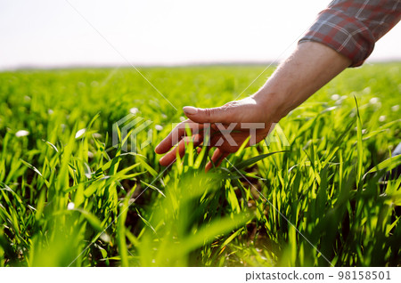 Green wheat seedlings in hands of a farmer. Male farmer looking at the produce before harvesting. Green wheat seedlings in hands of a farmer. Male farmer looking at the produce before harvesting. 98158501